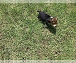 Small Photo #25 Beagle Puppy For Sale in COLDSPRING, TX, USA