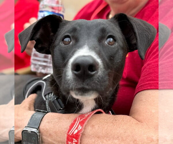 Medium Photo #14 Labrador Retriever-Unknown Mix Puppy For Sale in Canton, CT, USA