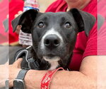 Small #13 Labrador Retriever Mix