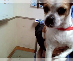 Mutt Dogs for adoption in Martinez, CA, USA