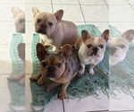 Small Photo #1 French Bulldog Puppy For Sale in CITRA, FL, USA