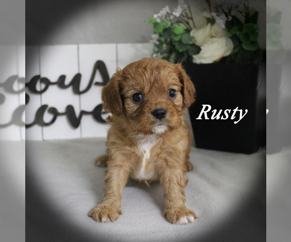 Medium Photo #4 Cavalier King Charles Spaniel Puppy For Sale in CHANUTE, KS, USA