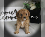 Small #3 Cavalier King Charles Spaniel
