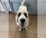 Small #7 Great Pyrenees