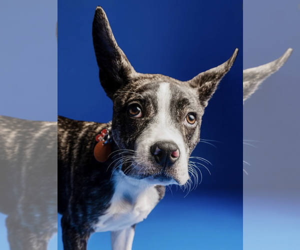 Medium Photo #4 Boston Terrier-Unknown Mix Puppy For Sale in Rockville, MD, USA