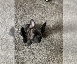 French Bulldog Puppy for sale in VANCOUVER, WA, USA