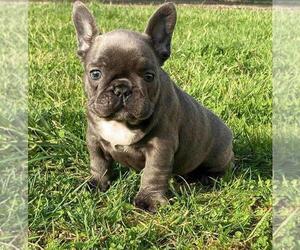 French Bulldog Puppy for sale in BROOKLYN, NY, USA