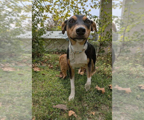 Medium Photo #3 - Mix Puppy For Sale in Vail, AZ, USA