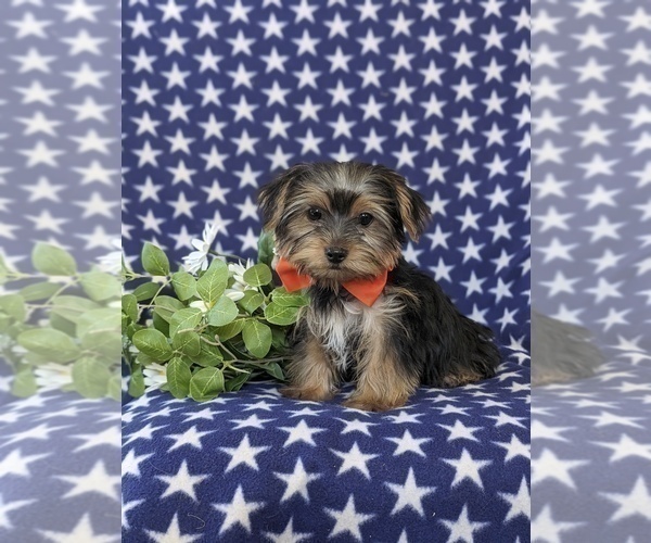 Medium Photo #1 Yorkshire Terrier Puppy For Sale in LINCOLN UNIVERSITY, PA, USA
