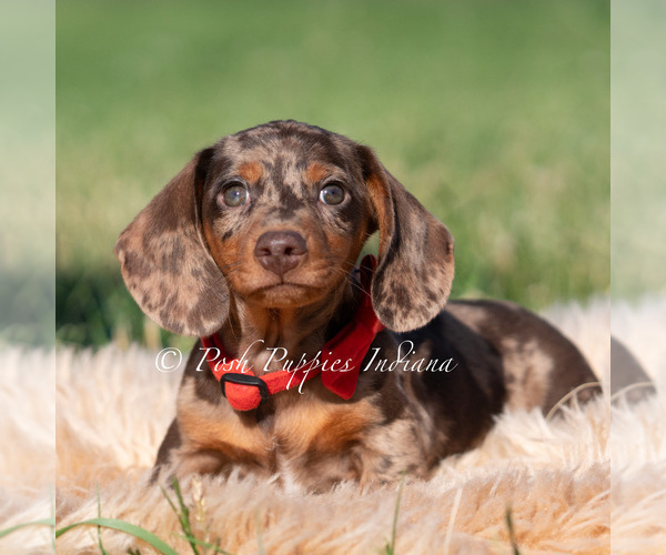 Medium Photo #66 Dachshund Puppy For Sale in WARSAW, IN, USA