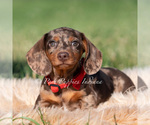 Puppy Artie akc Dachshund