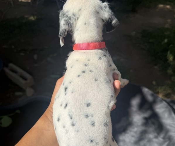 Medium Photo #4 Dalmatian Puppy For Sale in COLTON, CA, USA