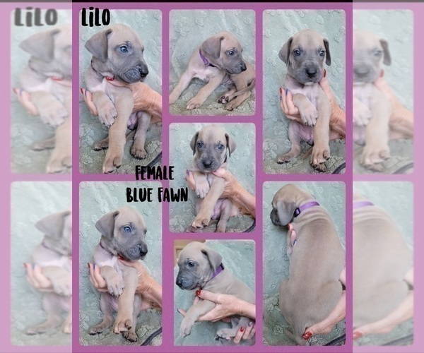 Medium Photo #7 Great Dane Puppy For Sale in CORONA, CA, USA