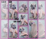 Small #6 Great Dane