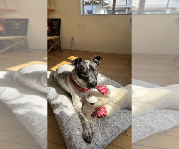 Medium Photo #3 American Bulldog-Unknown Mix Puppy For Sale in Dana Point, CA, USA