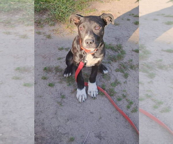 Medium Photo #5 American Pit Bull Terrier-Labrador Retriever Mix Puppy For Sale in Princeton, MN, USA