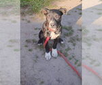 Small #4 American Pit Bull Terrier-Labrador Retriever Mix
