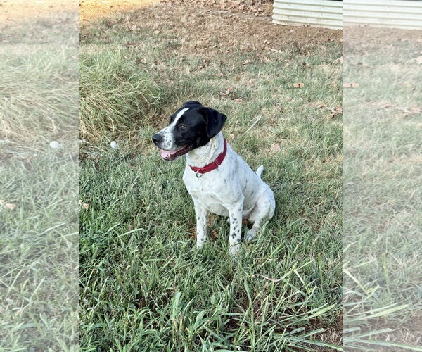 Medium Photo #7 Lab-Pointer Puppy For Sale in Wakefield, RI, USA