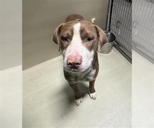 Mutt Dogs for adoption in Bakersfield, CA, USA