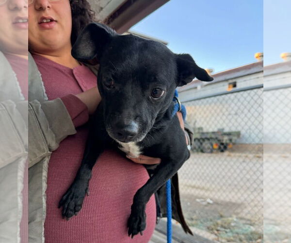 Medium Photo #4 Chihuahua-Unknown Mix Puppy For Sale in Grafton, WI, USA