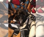 Puppy Quincy Shorkie Tzu