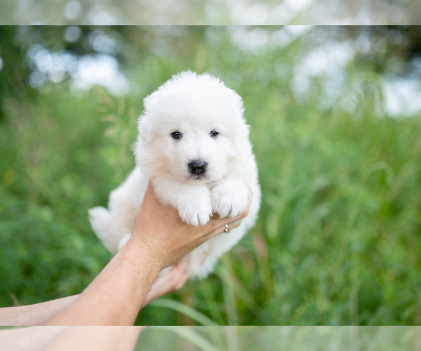 Medium Photo #14 Maremma Sheepdog Puppy For Sale in CONWAY, MO, USA