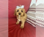 Small #6 Cavapoo