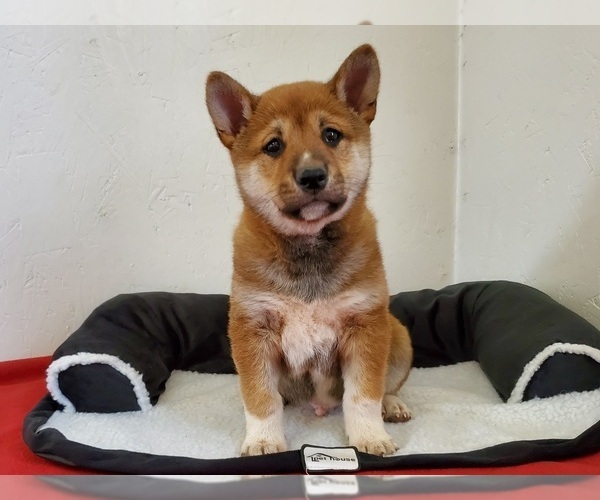 Medium Photo #4 Shiba Inu Puppy For Sale in CLARK, MO, USA