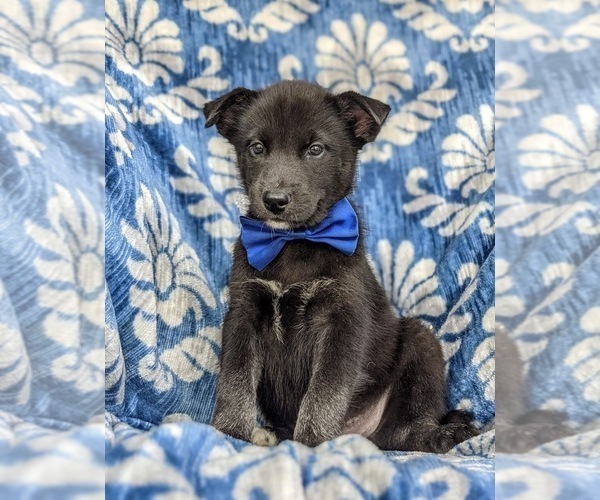 Medium Photo #1 Labrador Retriever-Siberian Husky Mix Puppy For Sale in LINCOLN UNIV, PA, USA