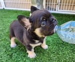 Small #2 French Bulldog
