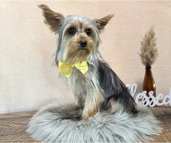 Medium Photo #4 Yorkshire Terrier Puppy For Sale in NAPPANEE, IN, USA