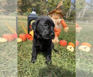 Labrador Retriever Puppy for sale in NEOLA, WV, USA