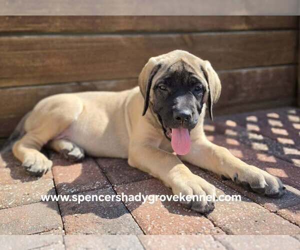 Medium Photo #6 Mastiff Puppy For Sale in CABOOL, MO, USA
