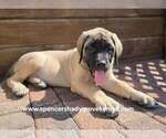 Daisy - Female Mastiff Puppy for Sale - Photo #6