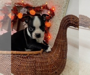 Boston Terrier Puppy for sale in CRKD RVR RNCH, OR, USA