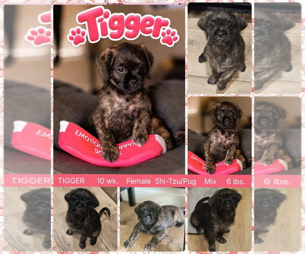 Medium Photo #1 Pug-Shih Tzu Mix Puppy For Sale in Mesa, AZ, USA