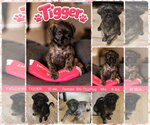 TIGGER - Female Pug-Shih Tzu Mix Dog for Adoption - Small photo