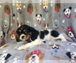 Small #8 Cavalier King Charles Spaniel