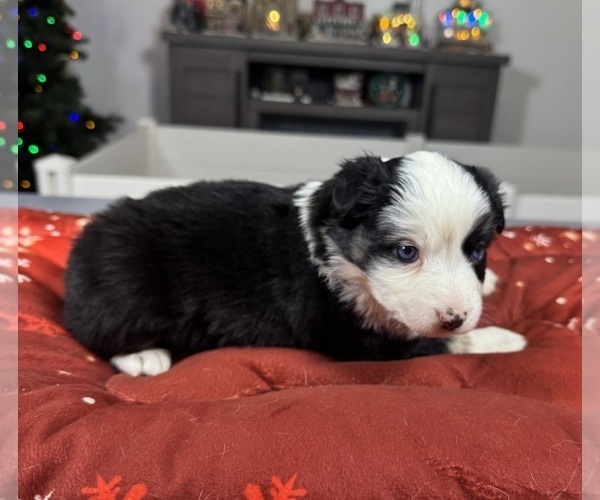 Medium Photo #67 Australian Shepherd Puppy For Sale in SALISBURY, NC, USA