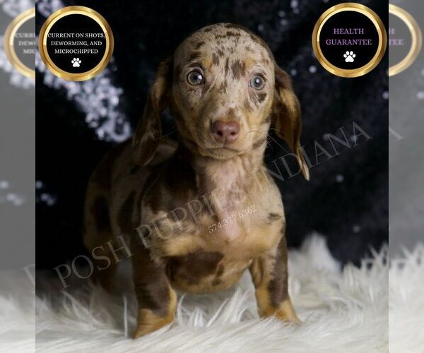 Medium Photo #2 Dachshund Puppy For Sale in WARSAW, IN, USA