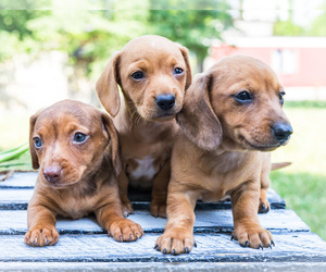 Dachshund Puppy for sale in WAKARUSA, IN, USA