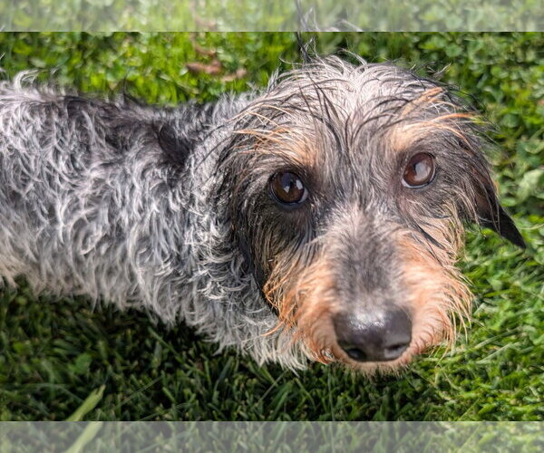 Medium Photo #5 Dachshund Puppy For Sale in Shelbyville, TN, USA