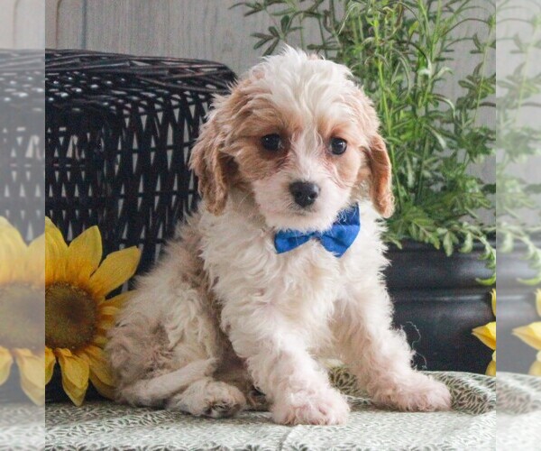 Medium Photo #1 Cavapoo Puppy For Sale in GORDONVILLE, PA, USA