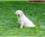 Small #2 Labrador Retriever