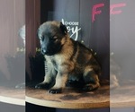 Small Photo #6 German Shepherd Dog Puppy For Sale in ROCKFIELD, KY, USA