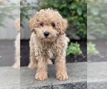 Small #4 Poodle (Miniature)