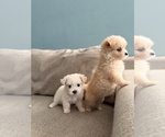 Maltipoo Puppy - Female Maltipoo (Toy) Puppy for Sale - Photo #15