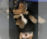 Small Photo #2 Dachshund Puppy For Sale in RIDGEFIELD, WA, USA