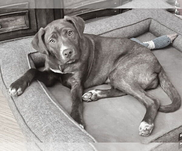 Medium Photo #10 Labrador Retriever-Unknown Mix Puppy For Sale in Mount Laurel, NJ, USA