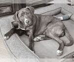 Small #9 Labrador Retriever Mix